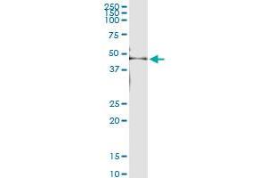 Immunoprecipitation of KRT35 transfected lysate using anti-KRT35 MaxPab rabbit polyclonal antibody and Protein A Magnetic Bead , and immunoblotted with KRTHA5 MaxPab mouse polyclonal antibody (B01) .