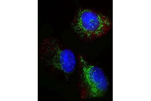 Immunofluorescent analysis of 4 % paraformaldehyde-fixed, 0.