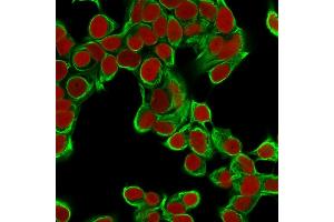 Confocal immunofluorescence image of MCF cells using Cytokeratin 18 Mouse Monoclonal Antibody (DA7).