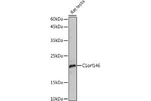 Western blot analysis of extracts of Rat testis, using C1orf146 Rabbit pAb (ABIN7266368) at 1:1000 dilution. (C1ORF146 anticorps)
