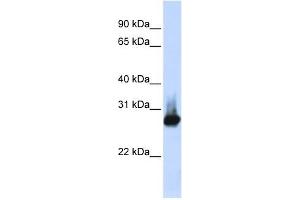 BCAP31 antibody used at 1 ug/ml to detect target protein. (BCAP31 anticorps  (Middle Region))