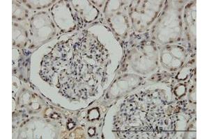 Image no. 5 for anti-Nuclear Respiratory Factor 1 (NRF1) (AA 201-286) antibody (ABIN6741525) (NRF1 anticorps  (AA 201-286))