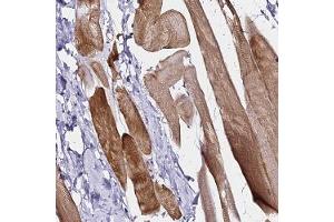 Immunohistochemical staining of human skeletal muscle with HAPLN2 polyclonal antibody ( Cat # PAB28323 ) shows strong cytoplasmic positivity in myocytes. (HAPLN2 anticorps)
