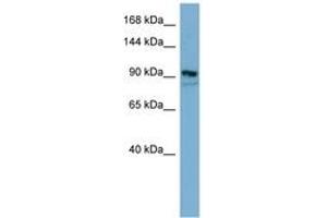 Image no. 1 for anti-Extended Synaptotagmin 2 (ESYT2) (AA 611-660) antibody (ABIN6741795) (FAM62B anticorps  (AA 611-660))