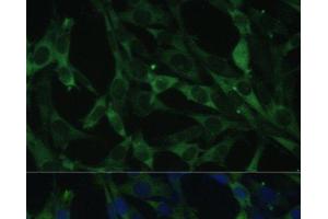 Immunofluorescence analysis of NIH-3T3 cells using CALU Polyclonal Antibody at dilution of 1:100.