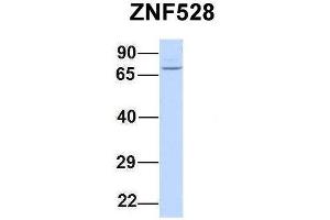 Host:  Rabbit  Target Name:  ZNF528  Sample Type:  293T  Antibody Dilution:  1. (ZNF528 anticorps  (Middle Region))
