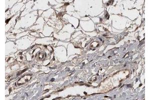 ABIN6268812 at 1/100 staining human Breast tissue sections by IHC-P. (COL4a2 anticorps  (N-Term))