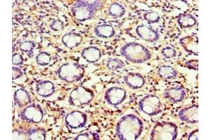 Immunohistochemistry of paraffin-embedded human small intestine tissue using ABIN7144316 at dilution of 1:100 (AGR2 anticorps  (AA 21-175))