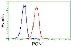 Image no. 5 for anti-Paraoxonase 1 (PON1) antibody (ABIN1500346) (PON1 anticorps)