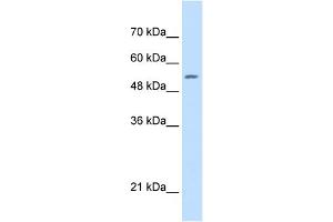 WB Suggested Anti-SHMT2 Antibody Titration:  0.