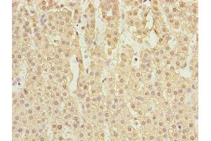 Immunohistochemistry of paraffin-embedded human adrenal gland tissue using ABIN7167138 at dilution of 1:100