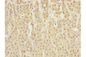 Immunohistochemistry of paraffin-embedded human adrenal gland tissue using ABIN7167138 at dilution of 1:100 (RASSF5 anticorps  (AA 1-265))