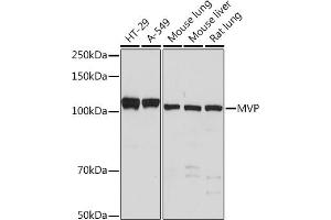 Western blot analysis of extracts of various cell lines, using MVP Rabbit mAb (ABIN7268376) at 1:500 dilution. (MVP anticorps)
