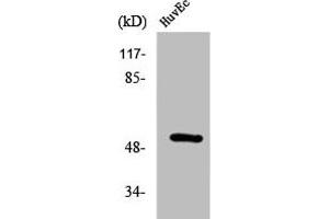 Western Blot analysis of HuvEc cells using Phospho-HNF4-α (S313) Polyclonal Antibody (HNF4A anticorps  (pSer313))
