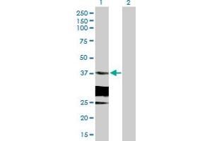 Western Blot analysis of HSD17B6 expression in transfected 293T cell line by HSD17B6 MaxPab polyclonal antibody. (HSD17B6 anticorps  (AA 1-317))