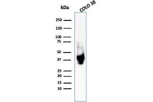 Western Blot Analysis of COLO-38 cell lysate using gp100 Rabbit Polyclonal Antibody (Melanoma gp100 anticorps)