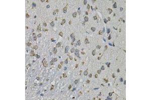 Immunohistochemistry of paraffin-embedded mouse brain using EIF3H Antibody. (EIF3H anticorps  (AA 80-340))