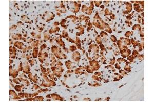ABIN6267389 at 1/200 staining Human pancreas tissue sections by IHC-P.