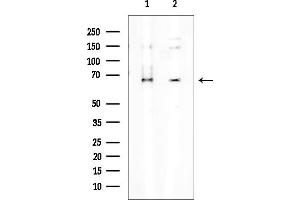 anti-Dual-Specificity tyrosine-(Y)-phosphorylation Regulated Kinase 3 (DYRK3) (Internal Region) antibody