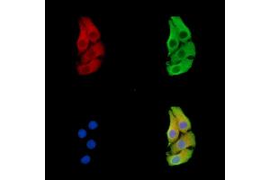 ABIN7096392 and ABIN7100456 staining Hela cells by IF/ICC. (FAM210B anticorps)