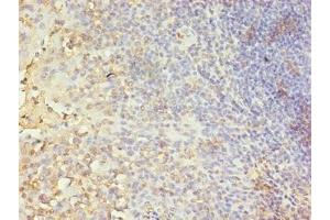 Immunohistochemistry of paraffin-embedded human tonsil tissue using ABIN7146727 at dilution of 1:100 (CA5B anticorps  (AA 34-314))