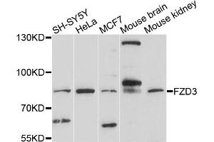 Western blot analysis of extracts of various cells, using FZD3 antibody. (FZD3 anticorps)