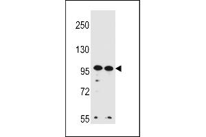 WDR3 Antibody (N-term) (ABIN656456 and ABIN2845740) western blot analysis in Hela,K562 cell line lysates (35 μg/lane). (WDR3 anticorps  (N-Term))