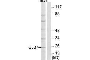Western blot analysis of extracts from HT-29 cells, using GJB7 antibody. (GJB7 anticorps  (Internal Region))