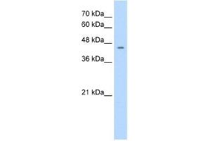 Human HepG2; WB Suggested Anti-NR1I3 Antibody Titration: 1. (NR1I3 anticorps  (C-Term))