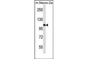 Western blot analysis of MAN2A2 Antibody (Center) in mouse Neuro-2a cell line lysates (35ug/lane). (MAN2A2 anticorps  (Middle Region))