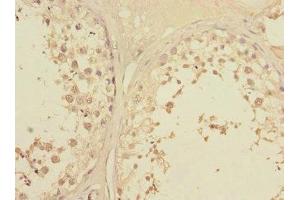 Immunohistochemistry of paraffin-embedded human testis tissue using ABIN7145375 at dilution of 1:100 (LFNG anticorps  (AA 1-250))