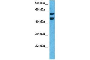 Host:  Rat  Target Name:  NR4A3  Sample Tissue:  Rat Liver  Antibody Dilution:  1ug/ml (NR4A3 anticorps  (Middle Region))