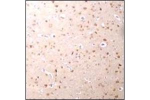 Immunohistochemistry of Nanos3 in human brain tissue with this product at 2. (NANOS3 anticorps  (C-Term))