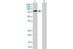 Western Blot analysis of PLXDC1 expression in transfected 293T cell line by PLXDC1 MaxPab polyclonal antibody. (PLXDC1 anticorps  (AA 1-500))