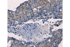 Immunohistochemistry (IHC) image for anti-Fibroblast Growth Factor 2 (Basic) (FGF2) antibody (ABIN2425614) (FGF2 anticorps)