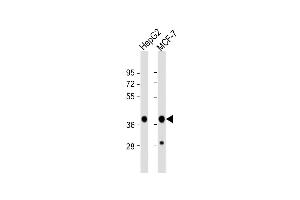 All lanes : Anti-P2K1 Antibody at 1:1000 dilution Lane 1: HepG2 whole cell lysate Lane 2: MCF-7 whole cell lysate Lysates/proteins at 20 μg per lane. (MEK1 anticorps  (AA 196-225))