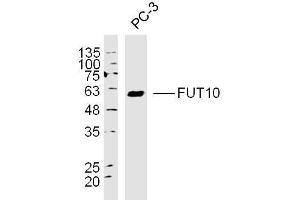 PC3 lysates probed with FUT10 Polyclonal Antibody Polyclonal Antibody, Unconjugated  at 1:300 overnight at 4˚C. (FUT10 anticorps  (AA 381-479))