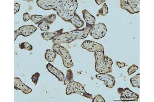 IHC analysis of HES5 using anti-HES5 antibody (ABIN7598966).