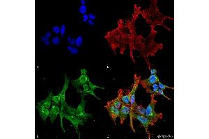 anti-Piccolo (PIC) antibody (Atto 390)