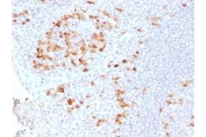Formalin-fixed, paraffin-embedded human Tonsil stained with Kappa Light Chain Rabbit Recombinant Monoclonal (KLC2289R). (Recombinant IGKC anticorps)