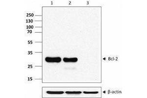 Western Blotting (WB) image for anti-B-Cell CLL/lymphoma 2 (BCL2) (AA 41-54) antibody (ABIN2664062) (Bcl-2 anticorps  (AA 41-54))