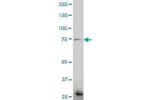 ELTD1 polyclonal antibody (A01), Lot # 051219JCO1 Western Blot analysis of ELTD1 expression in Hela S3 NE .