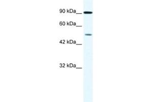 Western Blotting (WB) image for anti-Zinc Finger Protein 175 (ZNF175) antibody (ABIN2461227) (ZNF175 anticorps)