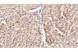 Detection of CASP8 in Porcine Liver Tissue using Polyclonal Antibody to Caspase 8 (CASP8)
