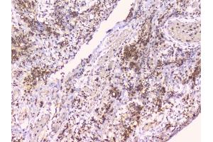 IHC analysis of TNFRSF11B using anti-TNFRSF11B antibody (ABIN7600875).