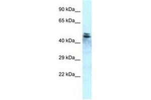 Image no. 1 for anti-Protein Phosphatase 1, Regulatory Subunit 7 (PPP1R7) (C-Term) antibody (ABIN6747824) (PPP1R7 anticorps  (C-Term))