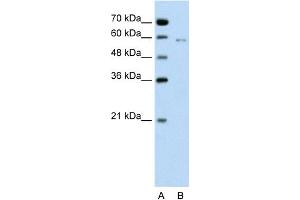 WB Suggested Anti-CDC23 Antibody Titration:  0. (CDC23 anticorps  (C-Term))