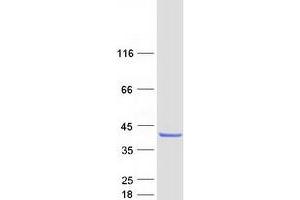 Validation with Western Blot