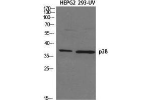 Western Blot (WB) analysis of specific cells using p38 Polyclonal Antibody.