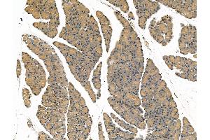 ABIN7094466 and ABIN7098514 at 1/100 staining Rat pancreatic tissue by IHC-P. (SCG2 anticorps  (N-Term))